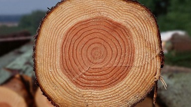 حلقات جذوع الأشجار لكشف ماضي البشرية